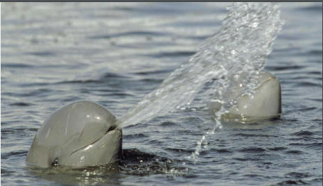 Crisis and Conservation: Safeguarding the Endangered Irrawaddy Dolphins of  Chilika Lagoon