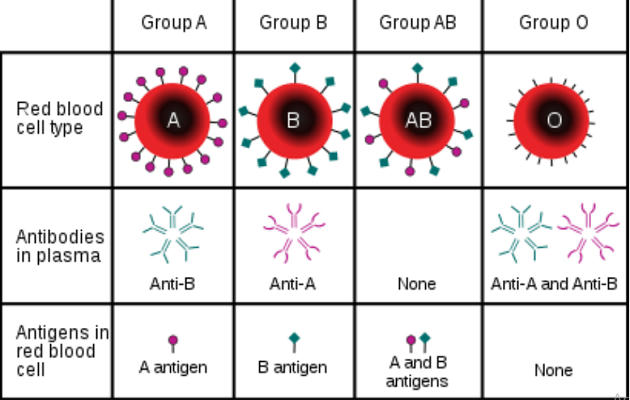 Bombay Blood Group – Free PDF Download_9.1