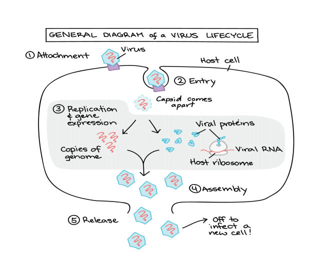 Difference Between DNA and RNA – Burning Issues – Free PDF Download_14.1