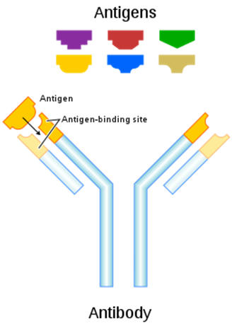 ICMR Recalls Covid 19 Rapid Antibody Test Kits – Free PDF_13.1