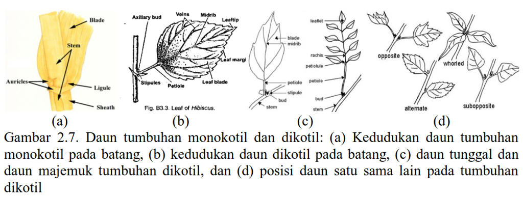 Belajar Ilmu Gulma 2 2 Morfologi Tumbuhan Sebagai Dasar Mengidentifikasi Gulma