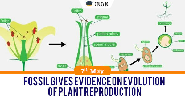 Plant Sex The Evolution And Biology Of Sex My Xxx Hot Girl 