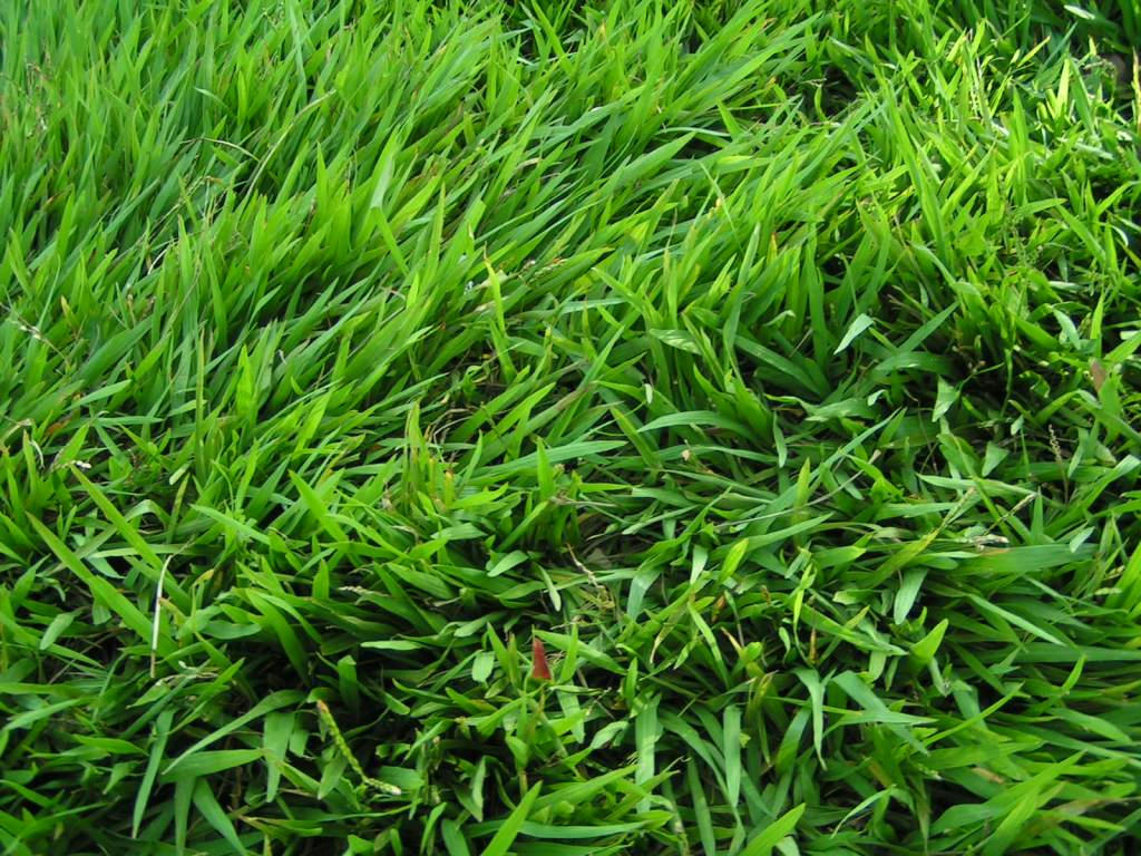 7 Jenis Rumput Untuk Taman Rumah Creo House