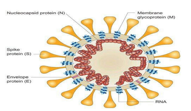 Difference Between DNA and RNA – Burning Issues – Free PDF Download_5.1